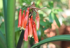 Clivia mirabilis