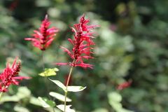 Salvia cinnabarina