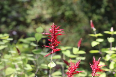 Salvia cinnabarina