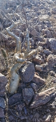 Bursera microphylla