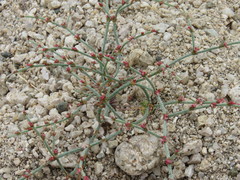 Eriogonum nidularium