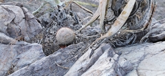 Mammillaria petrophila