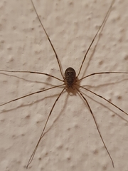 Amilenus aurantiacus