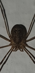 Amilenus aurantiacus