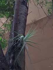 Tillandsia gardneri