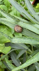 Cornu aspersum