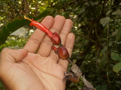 Sanchezia rubriflora