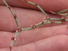 Eriogonum nidularium