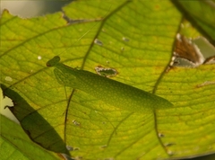 Eomantis