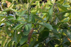 Bridelia retusa
