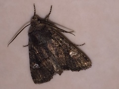 Dryobota labecula