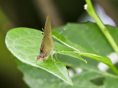 Electrostrymon hugon