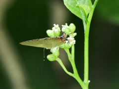 Electrostrymon hugon