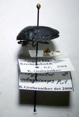 Eurygaster integriceps