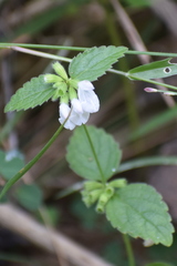 Leucas biflora