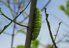 Rothschildia triloba