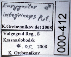 Eurygaster integriceps