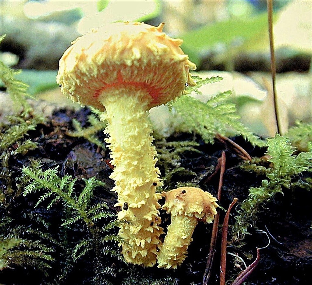 Pholiota sect. Flammans
