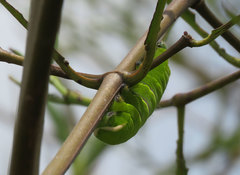 Rothschildia triloba