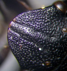 Eurygaster integriceps