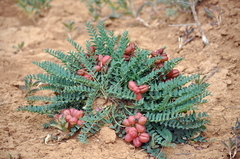 Astragalus physodes