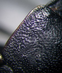 Eurygaster integriceps