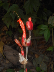 Sanchezia rubriflora