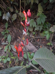 Sanchezia rubriflora