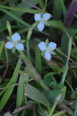 Murdannia vaginata