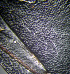 Eurygaster integriceps