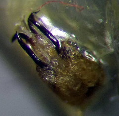 Eurygaster integriceps