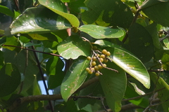 Bridelia retusa