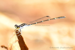 Agriocnemis splendidissima