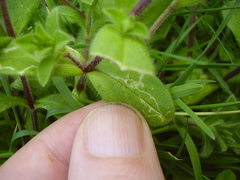 Liriomyza chenopodii