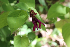 Salvia vazquezii