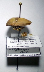 Eurygaster integriceps