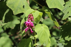 Salvia vazquezii