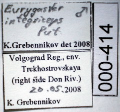 Eurygaster integriceps