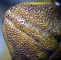 Eurygaster integriceps