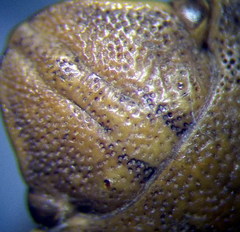 Eurygaster integriceps