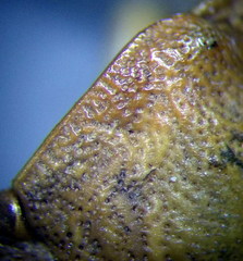 Eurygaster integriceps