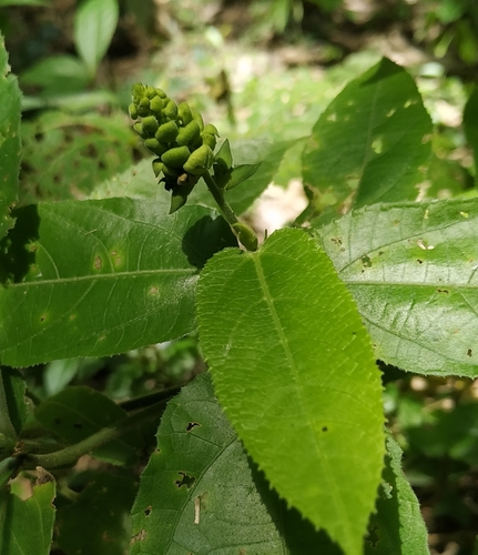 Cnesmone