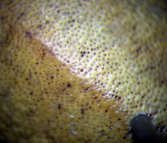 Eurygaster integriceps