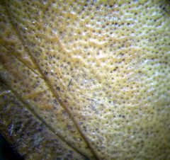 Eurygaster integriceps