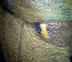 Eurygaster integriceps