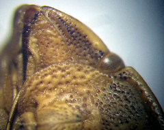 Eurygaster integriceps