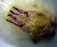 Eurygaster integriceps