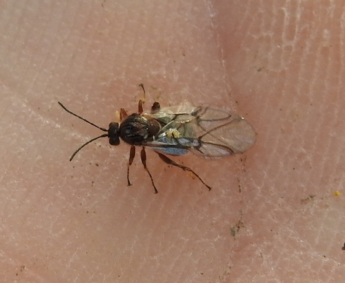 Obuoliškoji gumbavapsvė nuotrauka