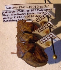 Eurygaster integriceps