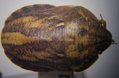 Eurygaster integriceps